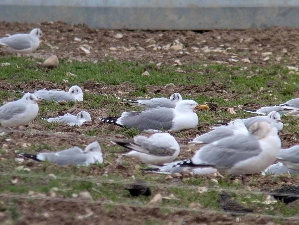 Yellow-legged Gull (michahellis) - ML646690273