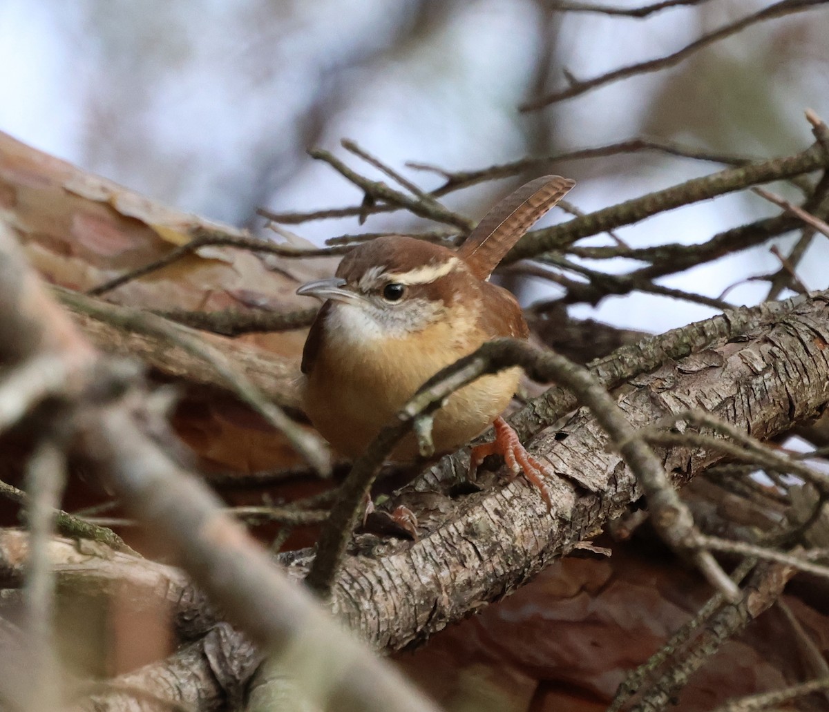 Karolina Çıtkuşu - ML646690276