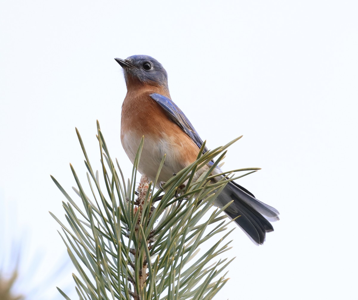 Eastern Bluebird - ML646690279