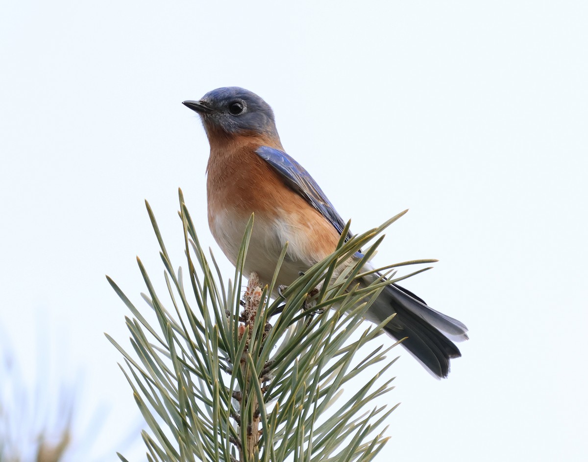 Eastern Bluebird - ML646690280