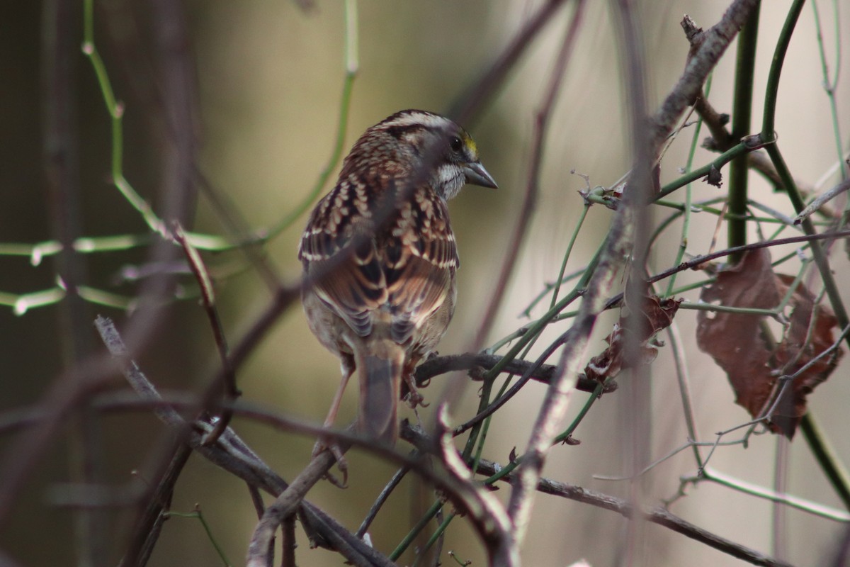 White-throated Sparrow - ML646690281