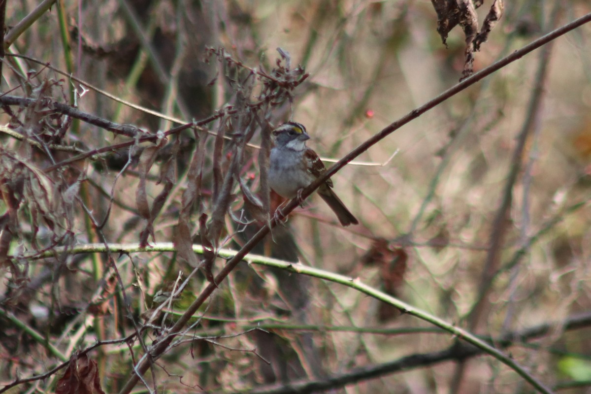 White-throated Sparrow - ML646690282