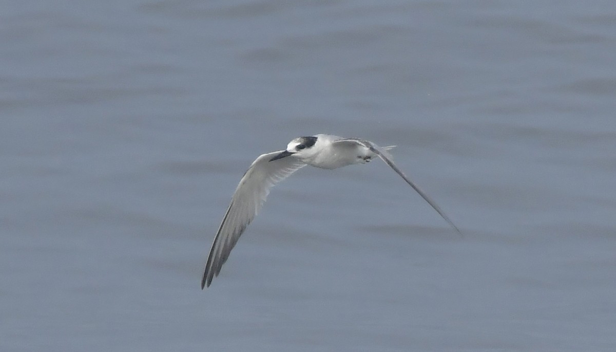 Little Tern - ML646690283