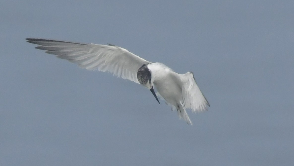 Little Tern - ML646690284
