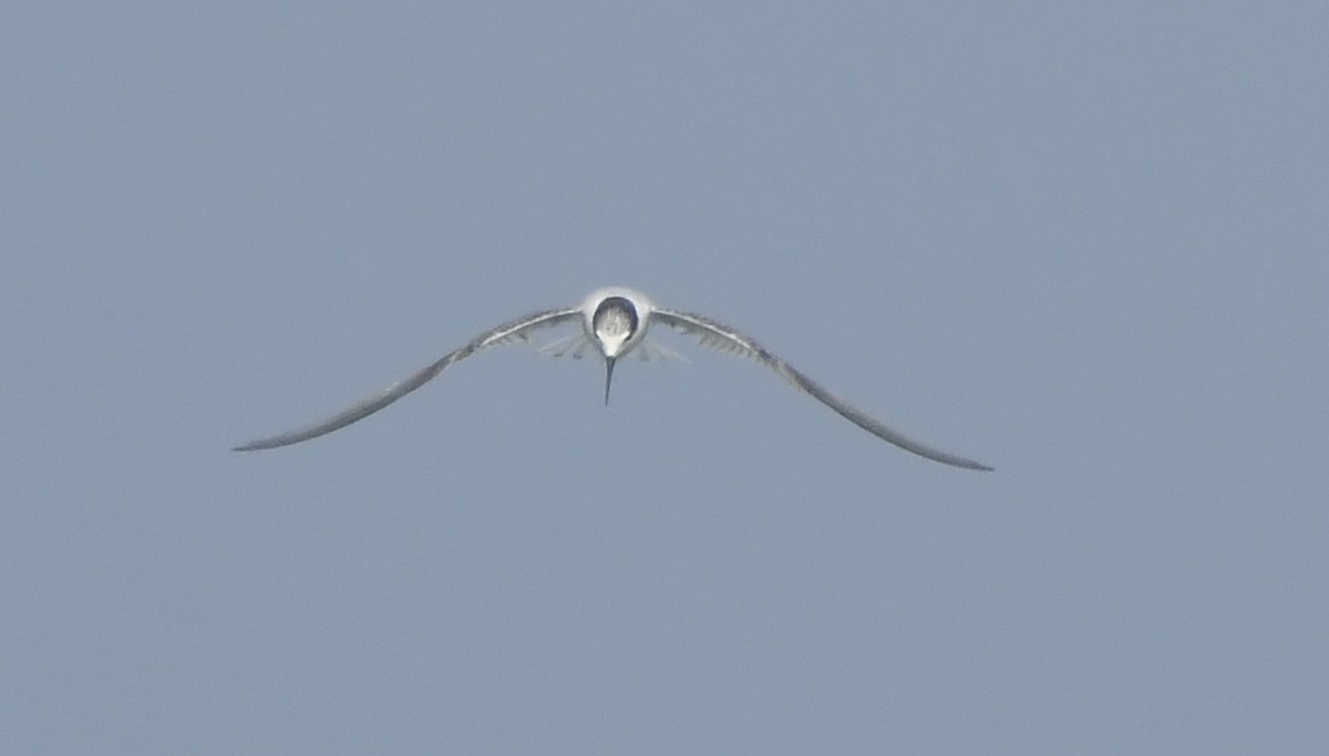 Little Tern - ML646690285