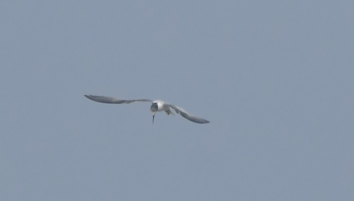 Little Tern - ML646690286