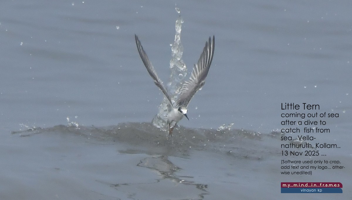 Little Tern - ML646690287