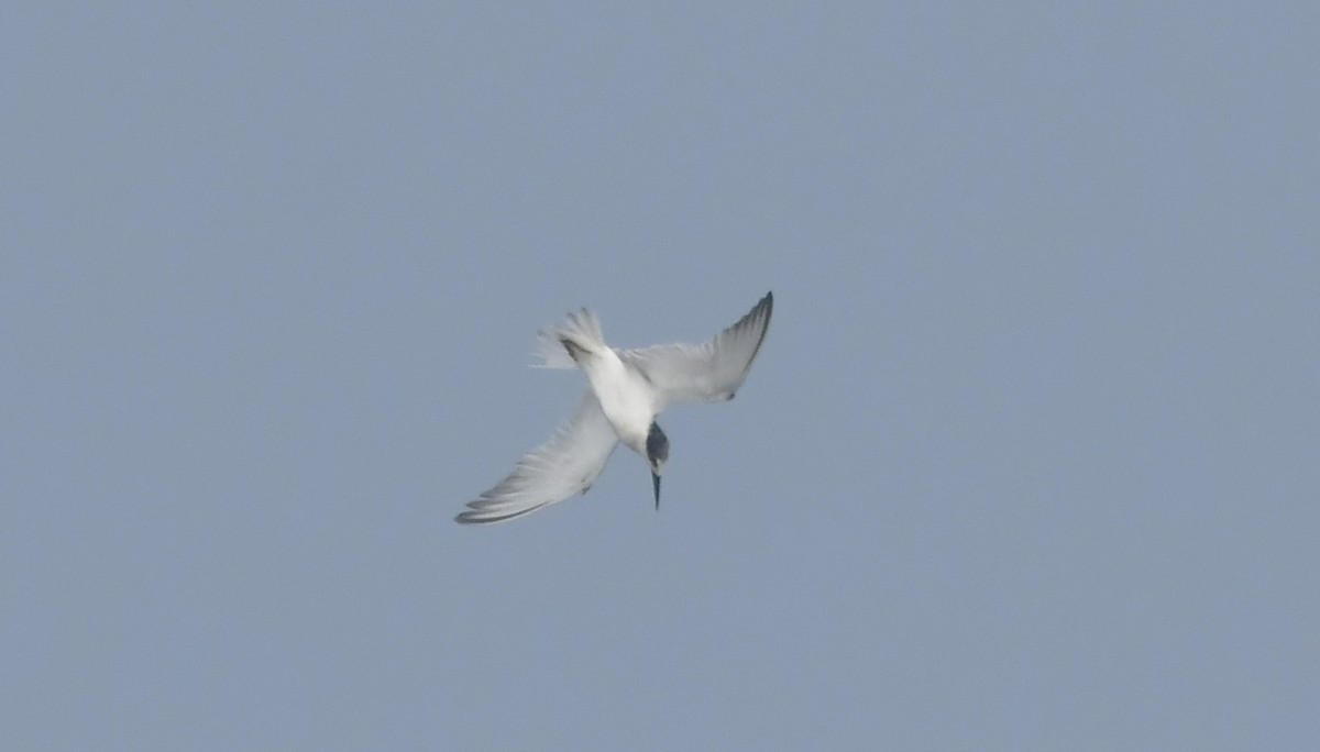 Little Tern - ML646690288
