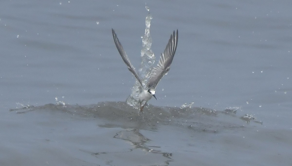 Little Tern - ML646690289
