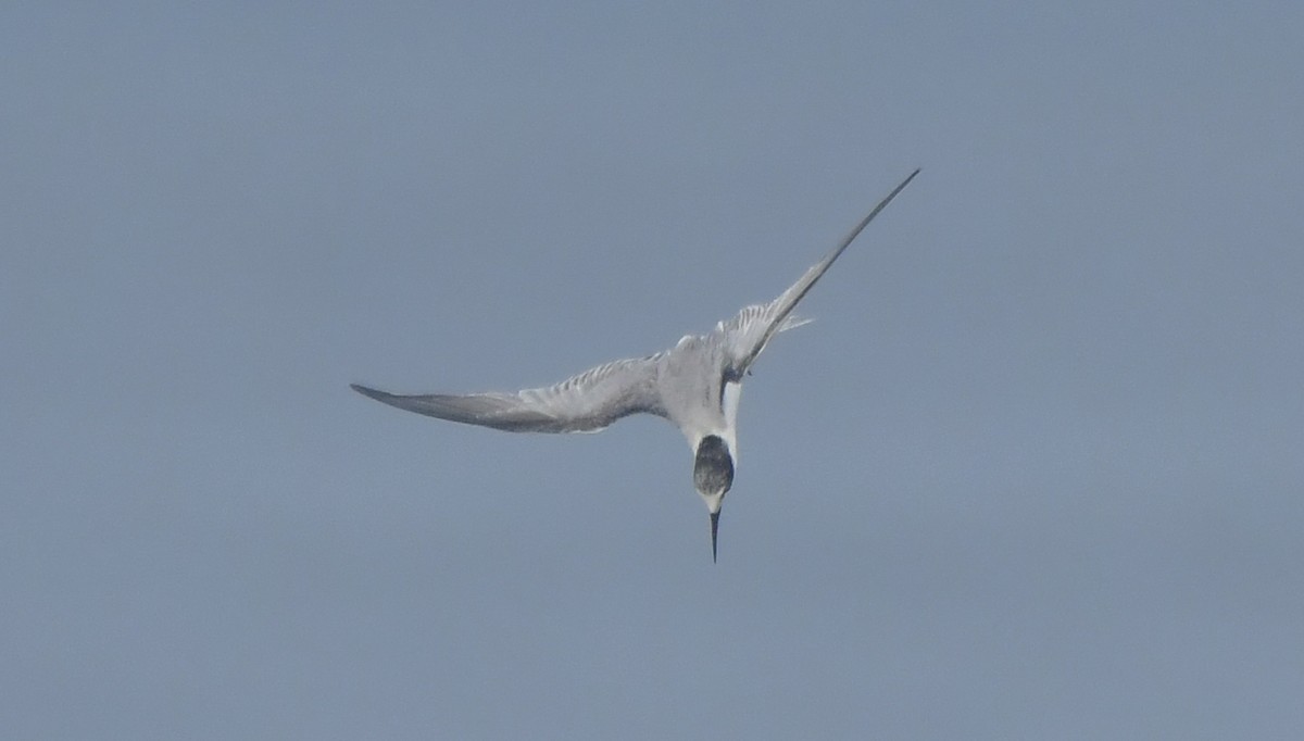 Little Tern - ML646690290