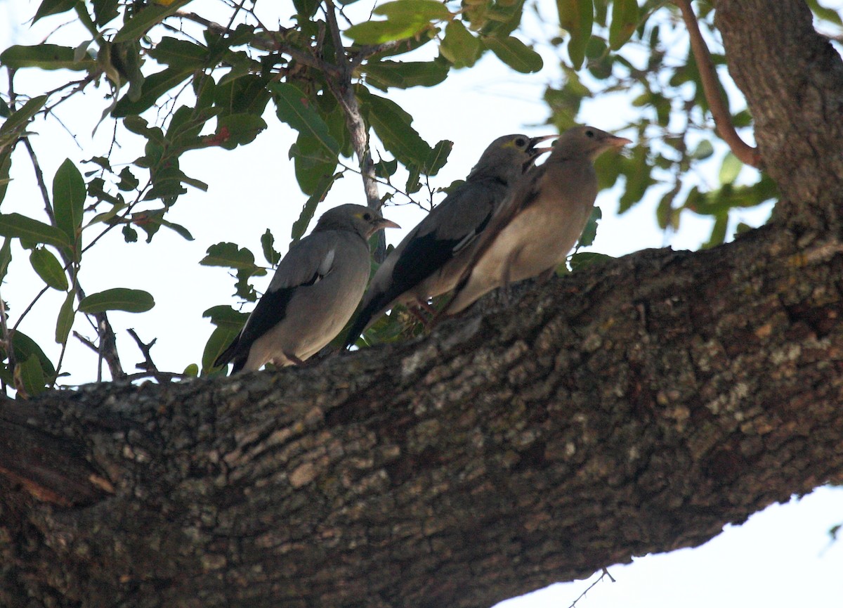 Wattled Starling - ML646690292