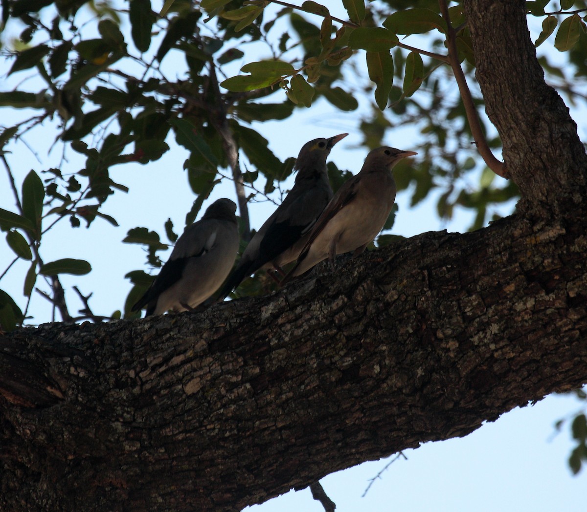 Wattled Starling - ML646690293
