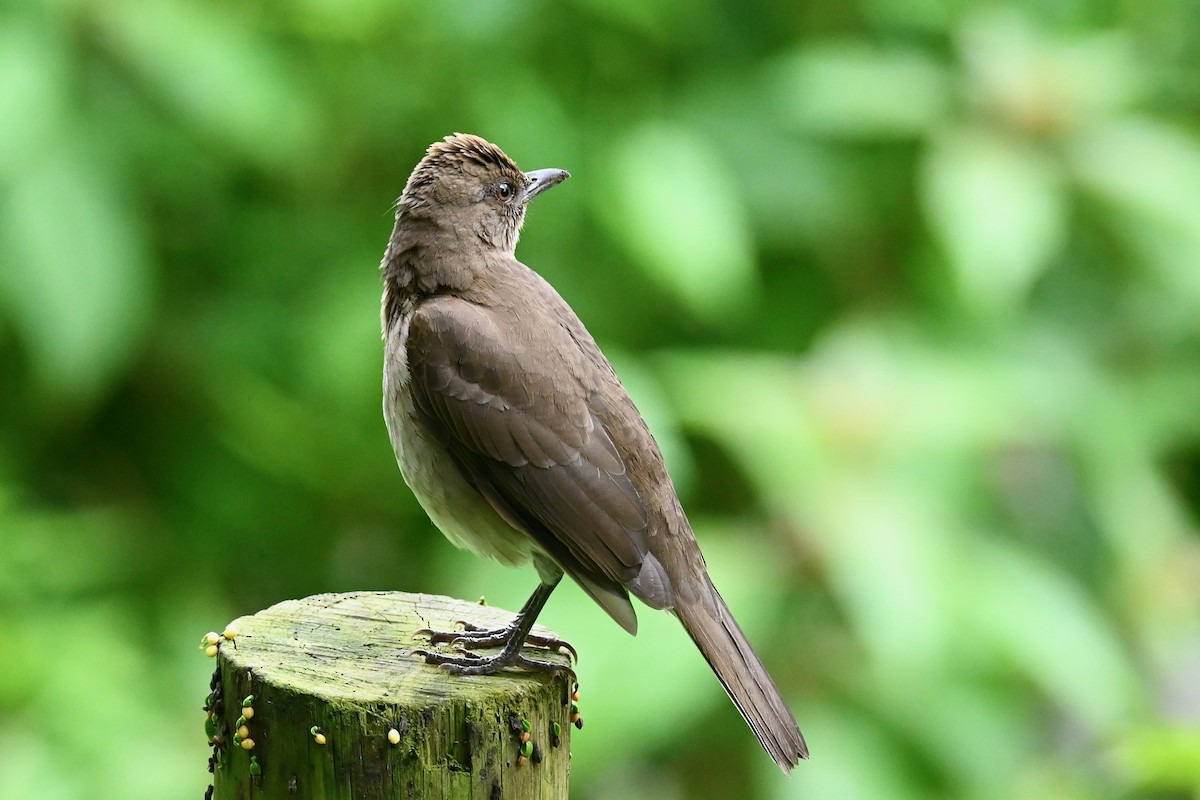 Black-billed Thrush - ML646690294