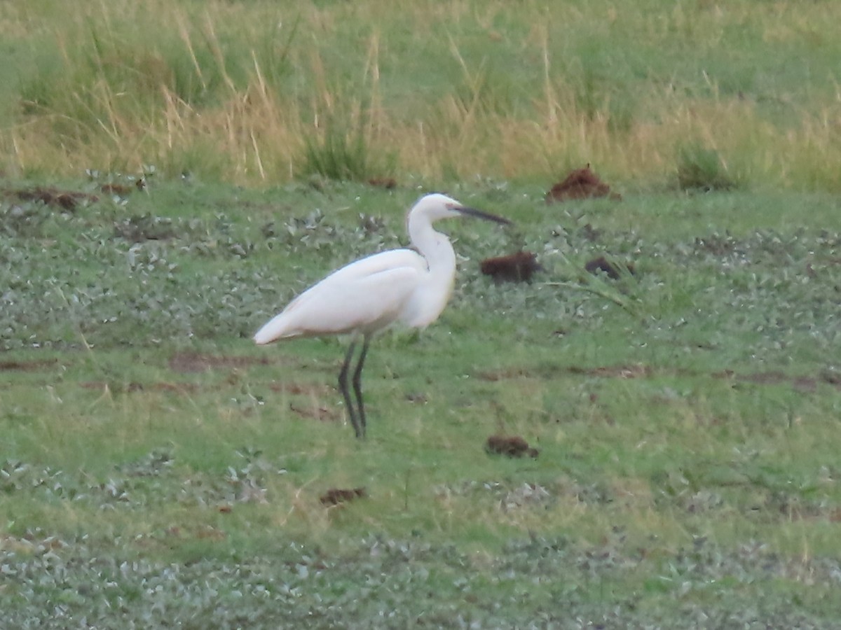 Little Egret - ML646690295