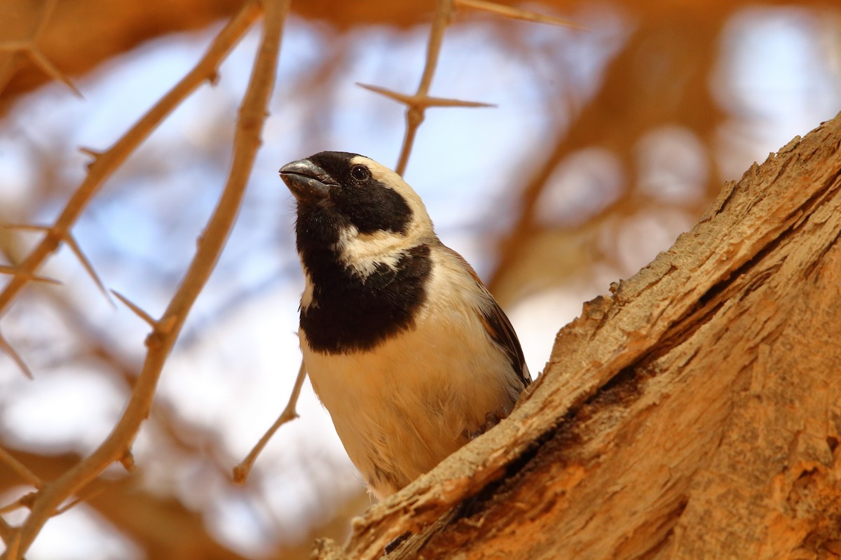 Cape Sparrow - ML646690296