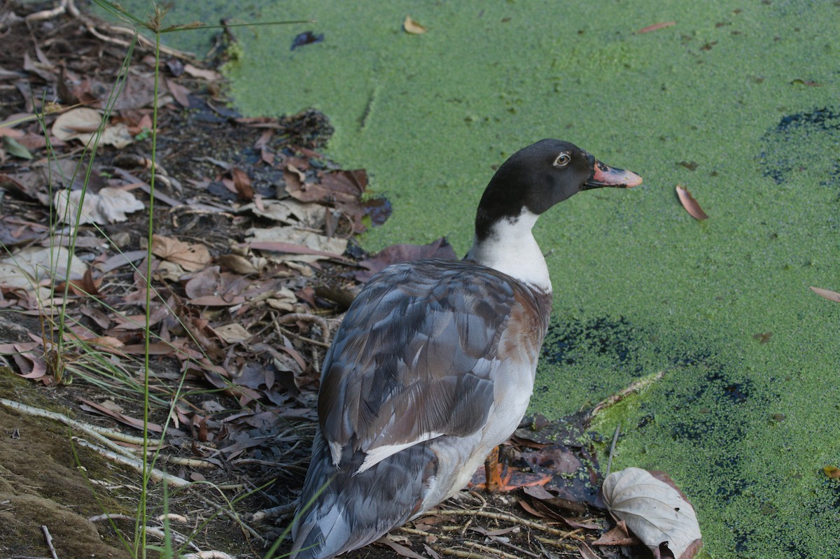 Muscovy Duck (Domestic type) - ML646690298
