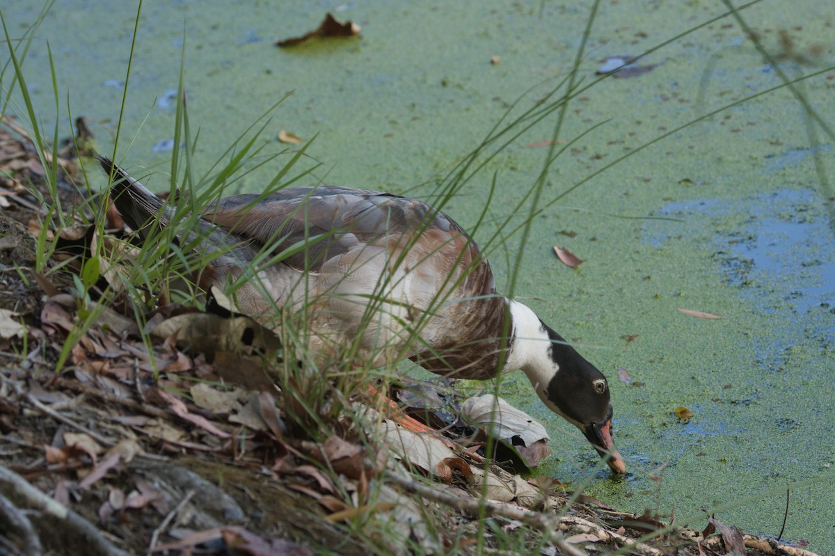 Muscovy Duck (Domestic type) - ML646690299