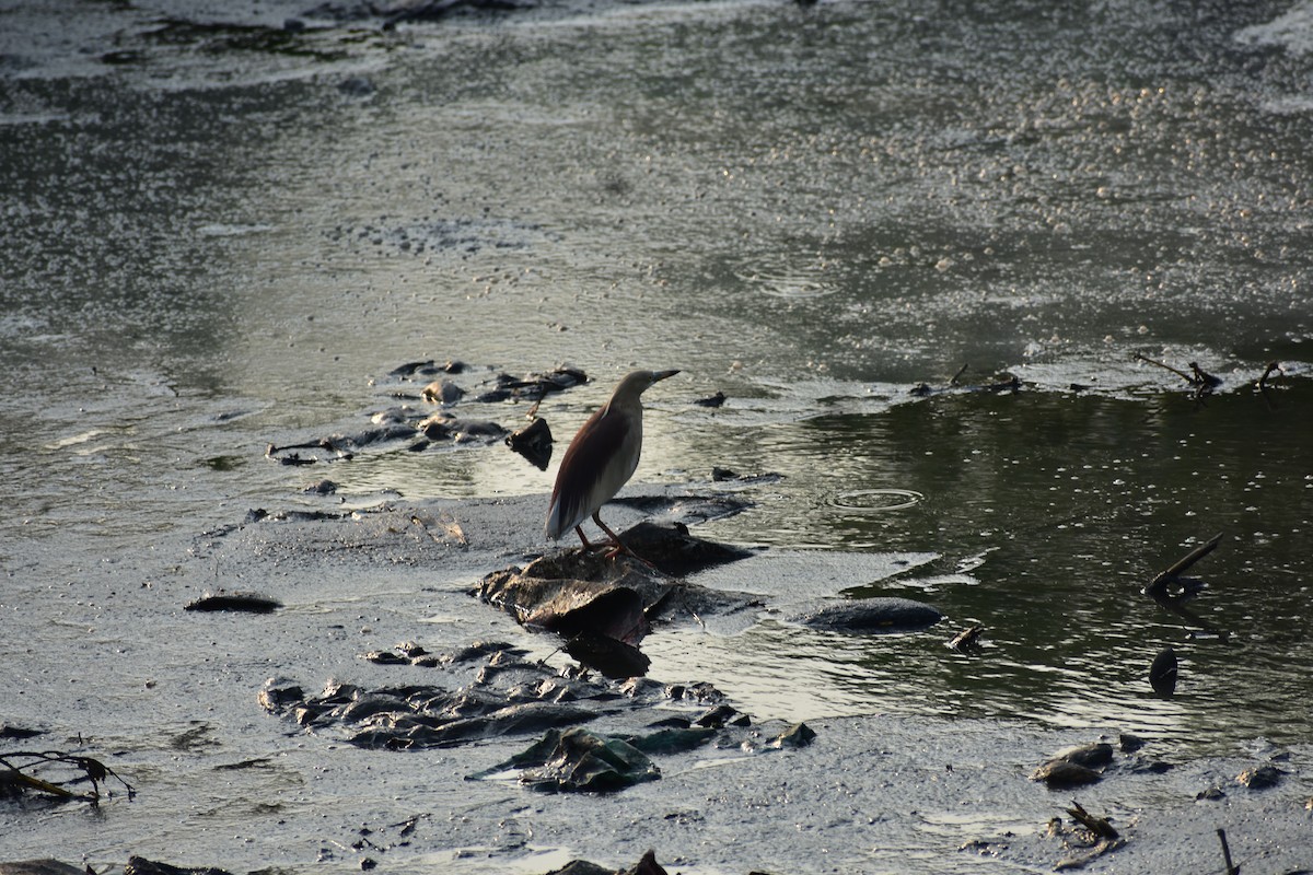 Indian Pond-Heron - ML646690301