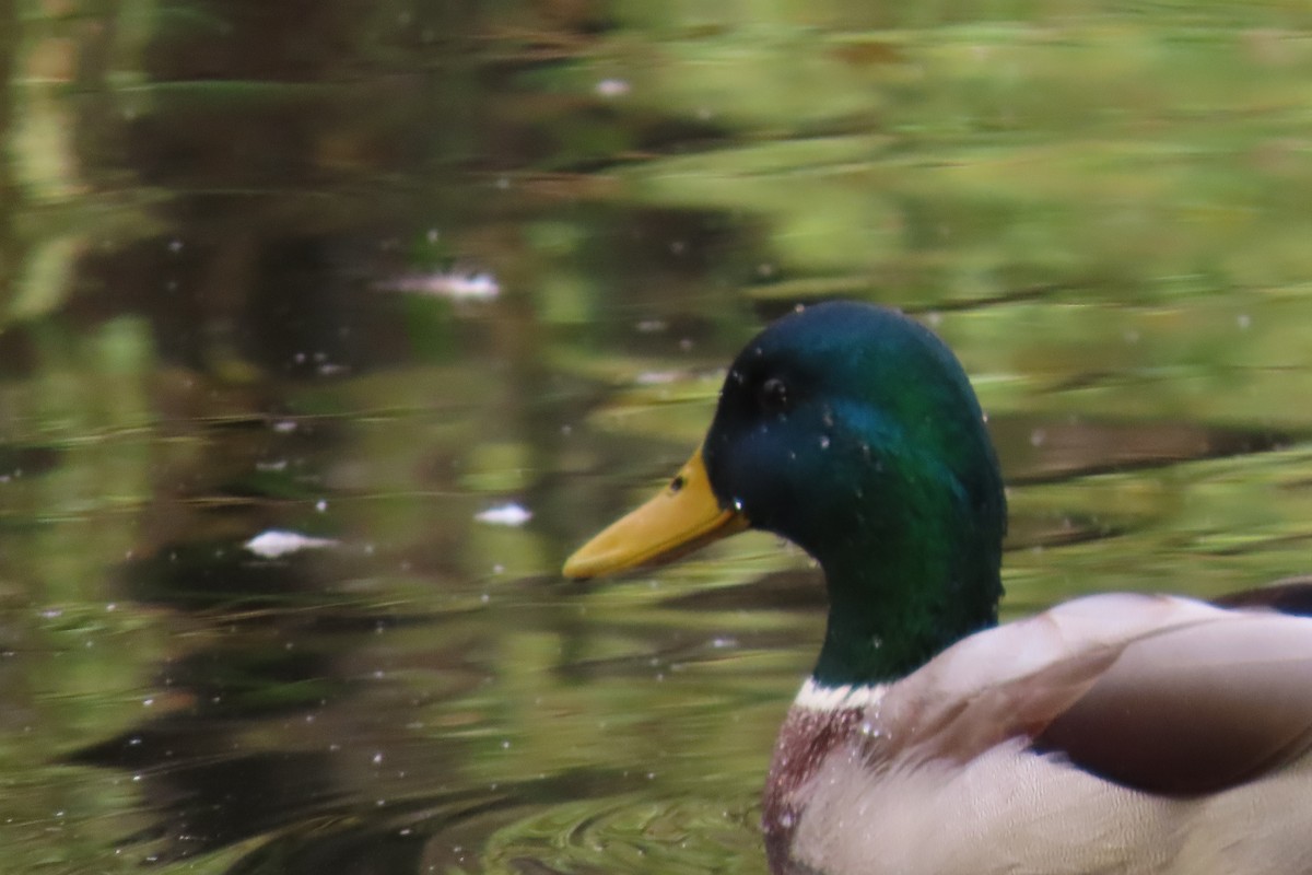 Mallard - ML646690302