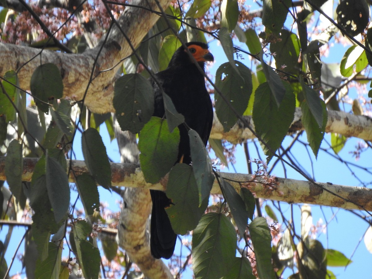Black Caracara - ML646690303