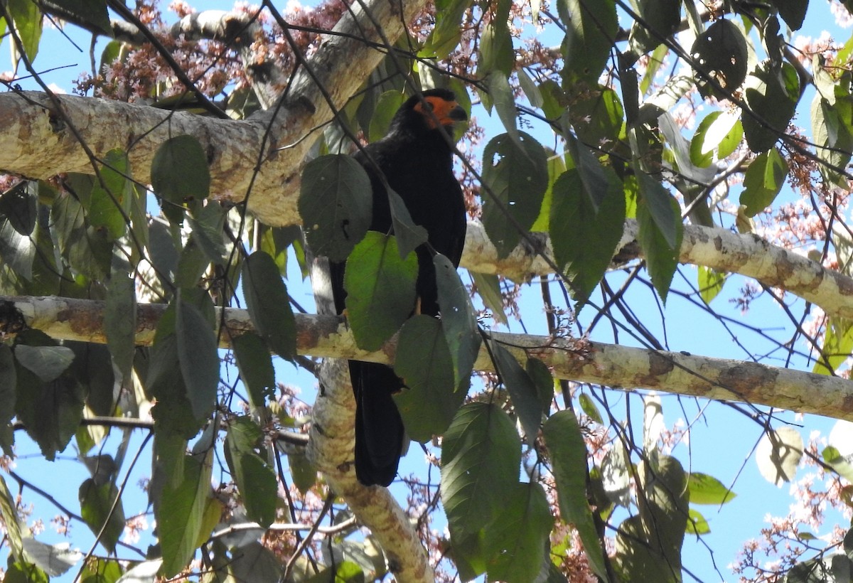 Black Caracara - ML646690304