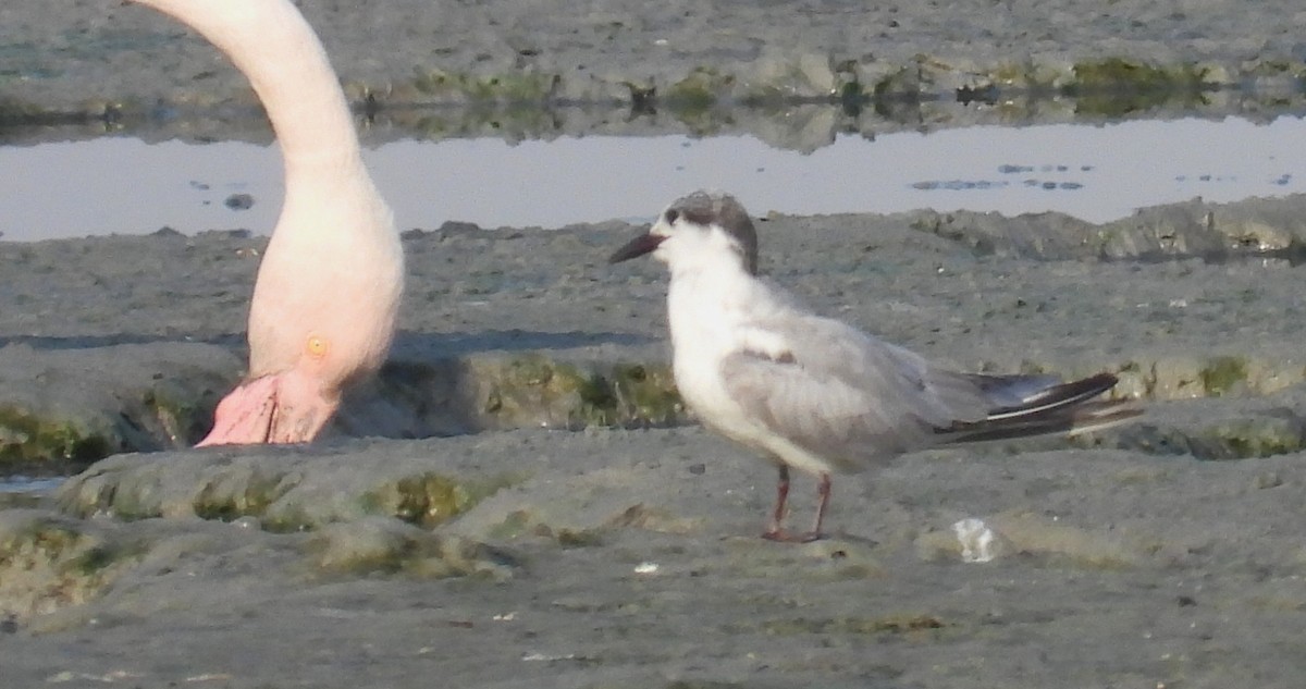 Whiskered Tern - ML646690305