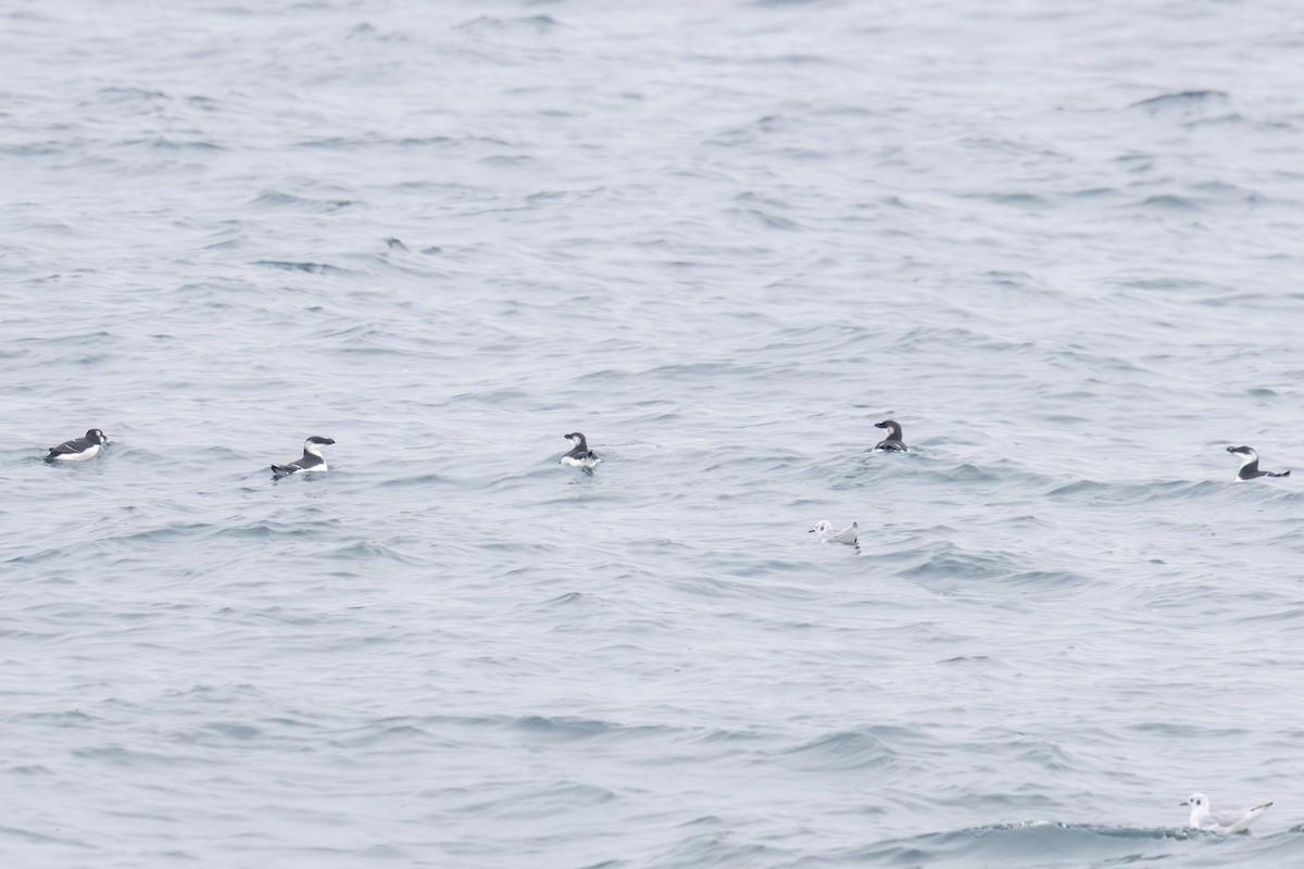 Razorbill - ML646690307