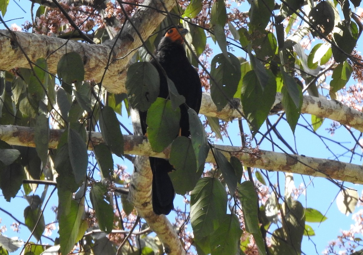 Black Caracara - ML646690308