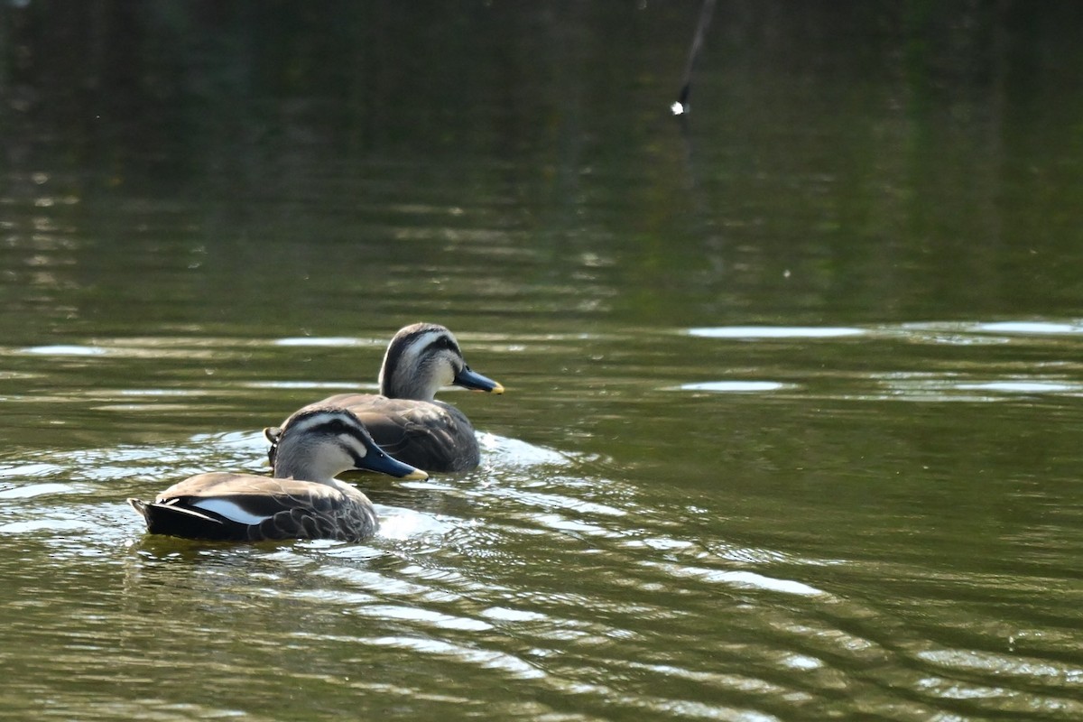 Eastern Spot-billed Duck - ML646690309