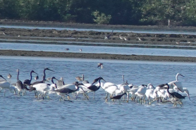 bird sp. - ML646690310