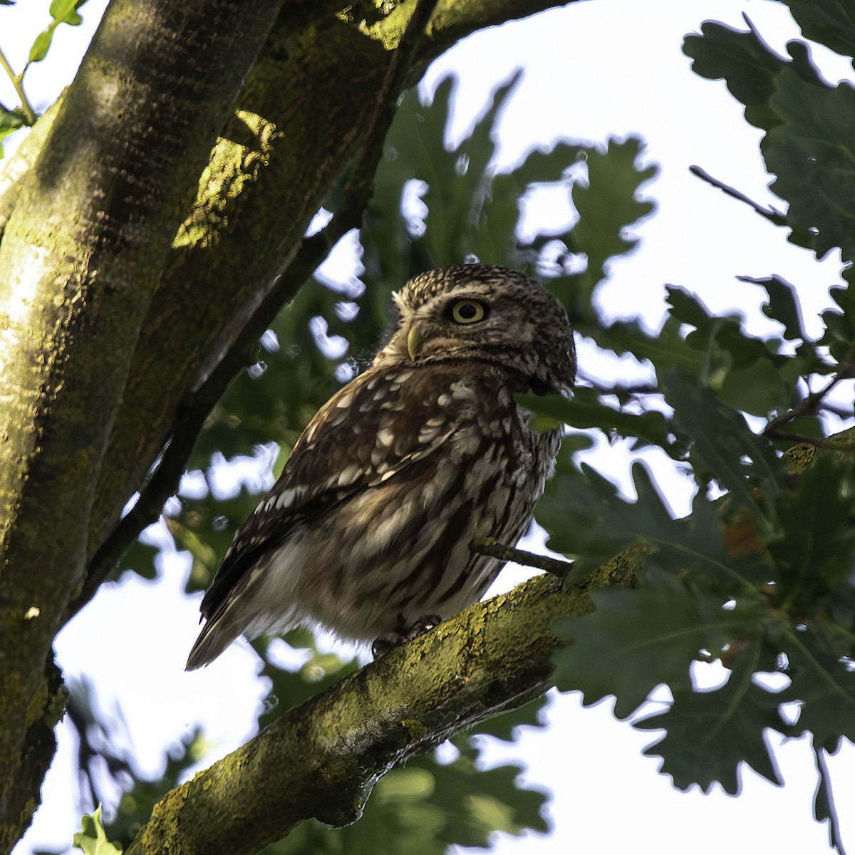 Little Owl - ML646690312