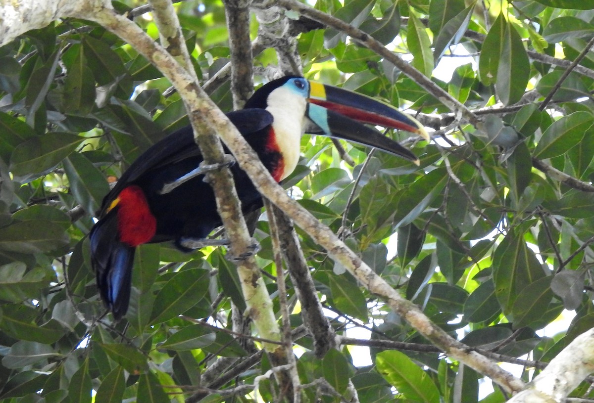 Tucán Pechiblanco - ML646690313