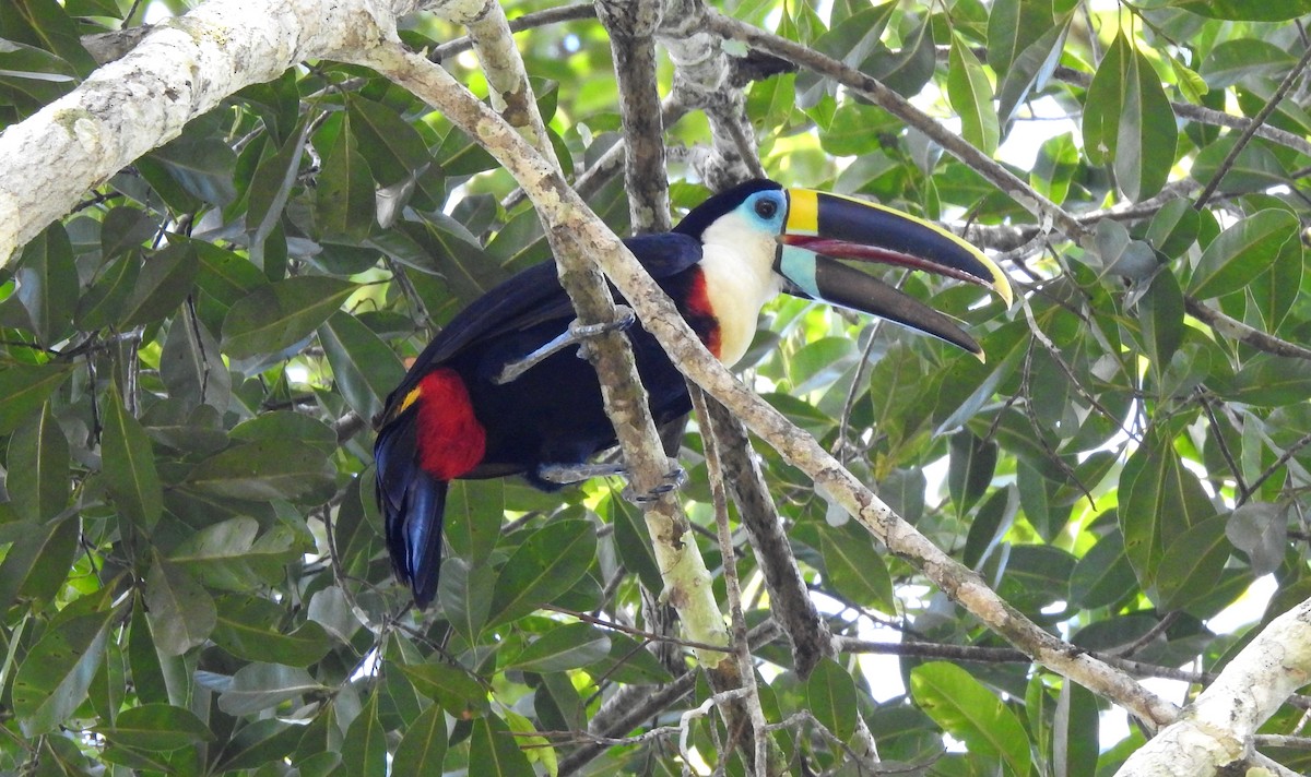 Tucán Pechiblanco - ML646690314