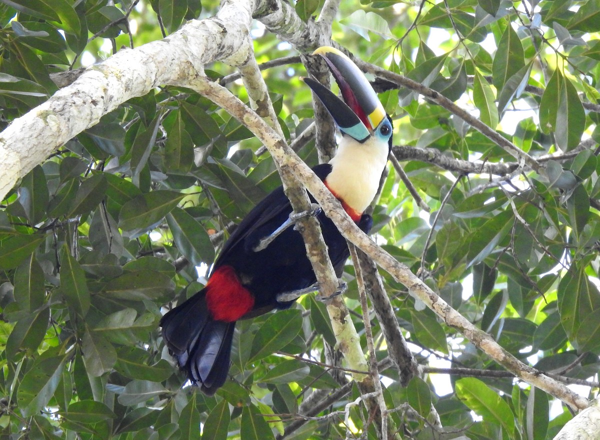 Tucán Pechiblanco - ML646690315