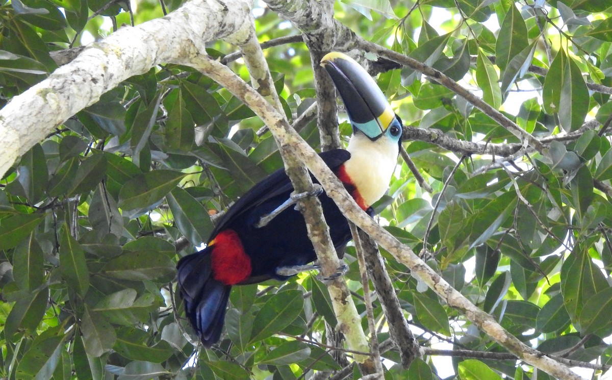 Tucán Pechiblanco - ML646690316