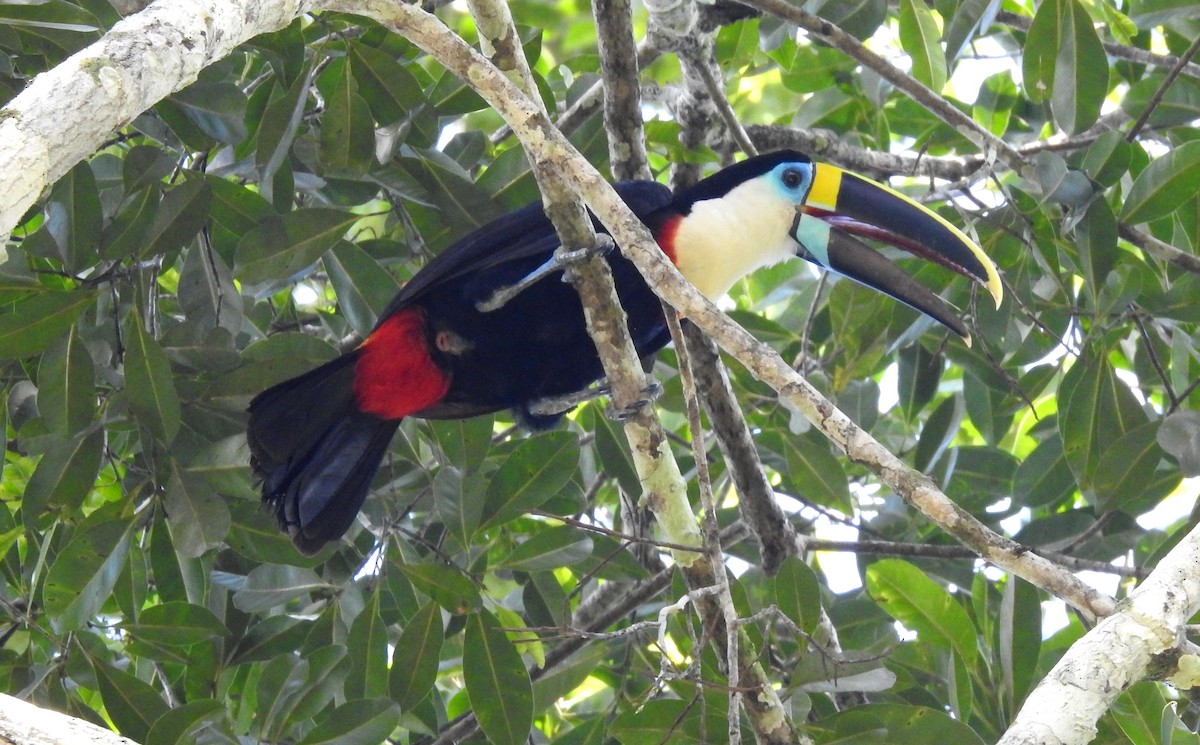 Tucán Pechiblanco - ML646690317