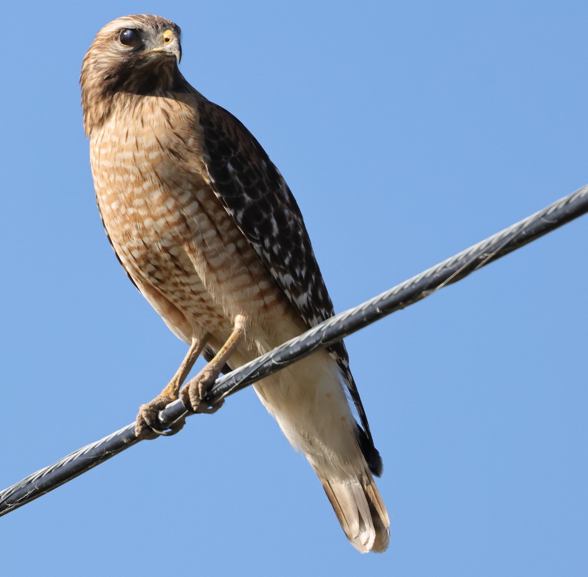 káně páskovaná - ML646690319