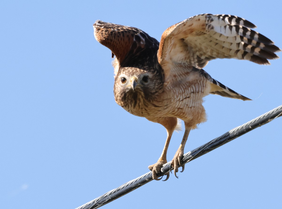 káně páskovaná - ML646690323