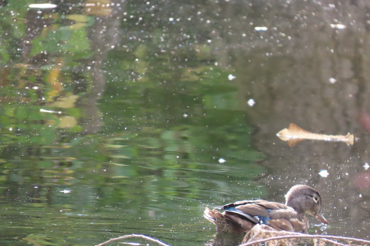 Canard branchu - ML646690336