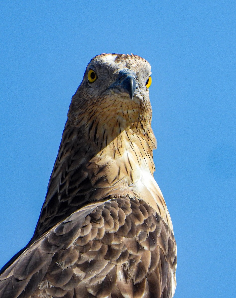 Хохлатый осоед - ML646690342