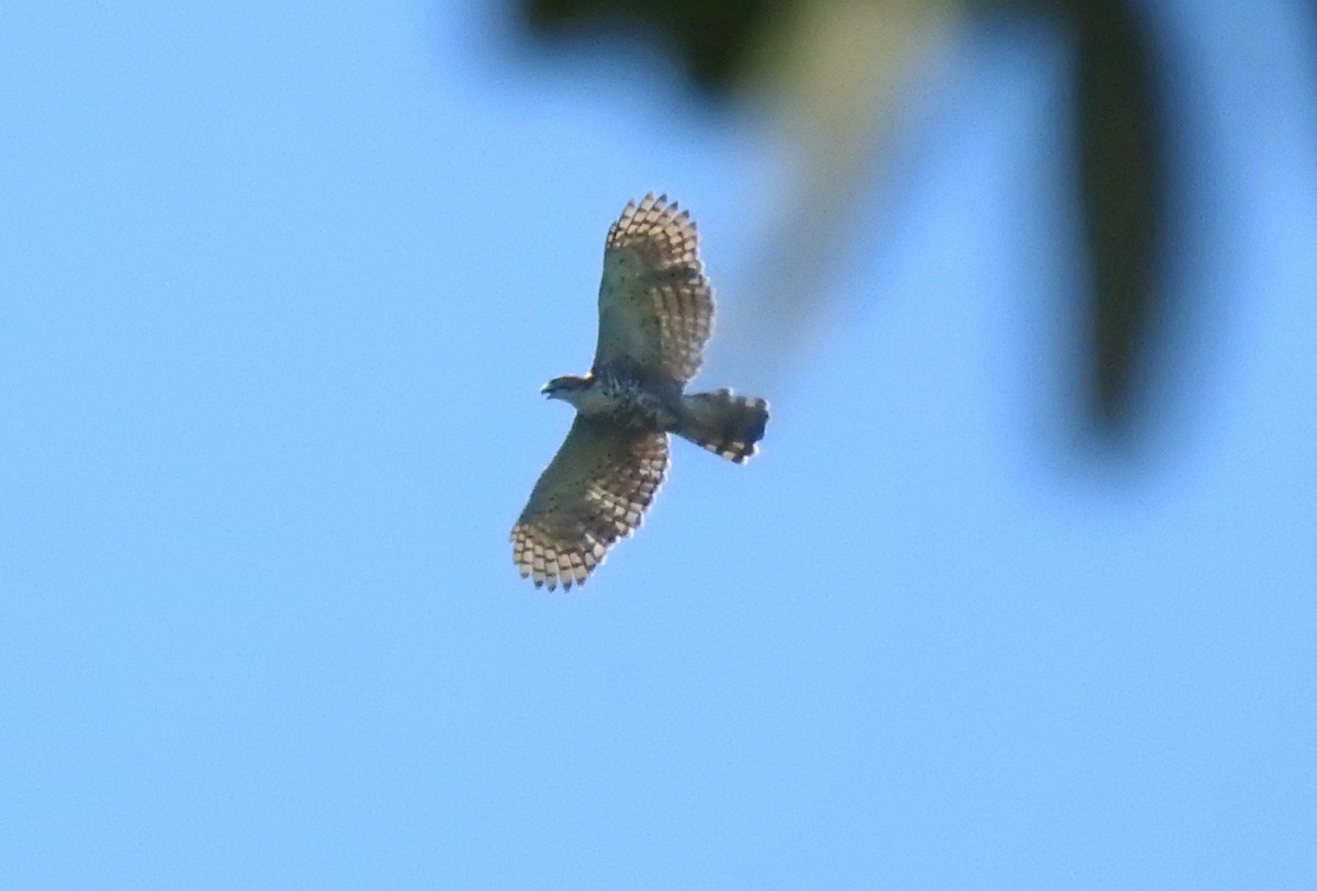 orel zdobený - ML646690344