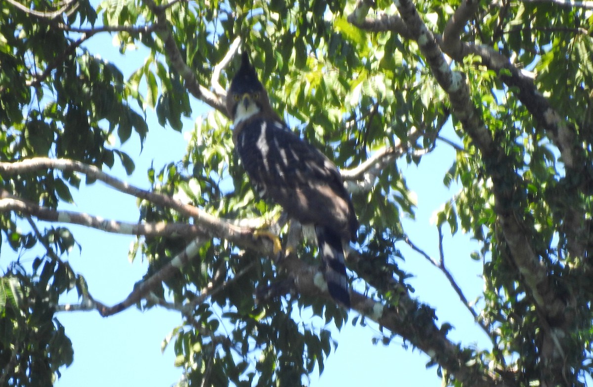 orel zdobený - ML646690346