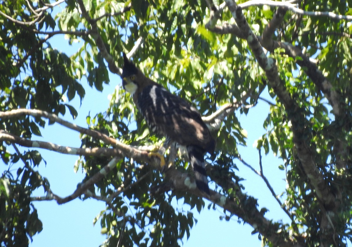 orel zdobený - ML646690347