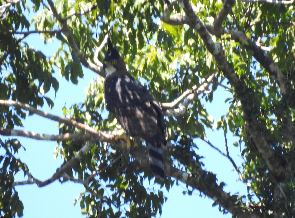 orel zdobený - ML646690348