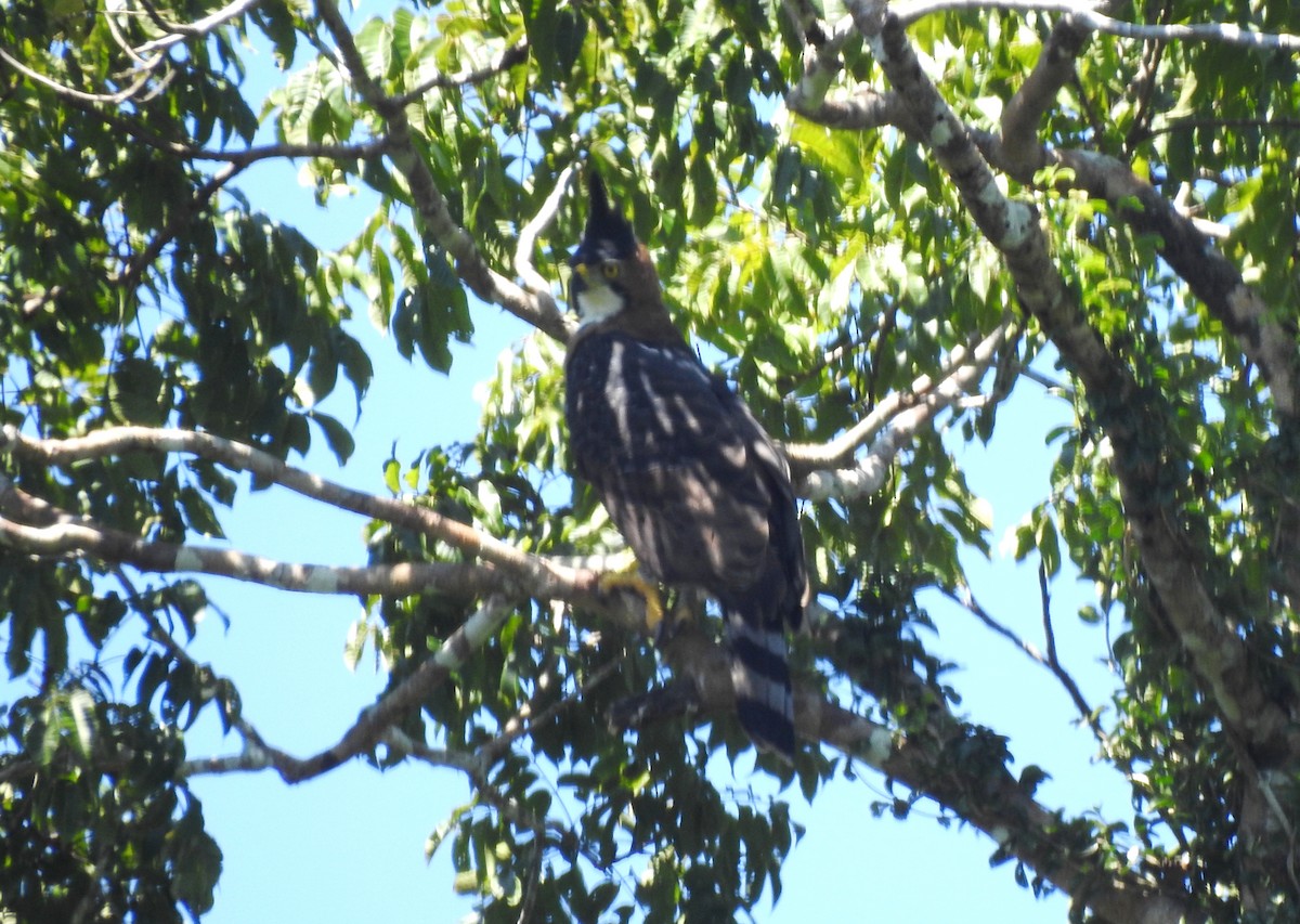 orel zdobený - ML646690349