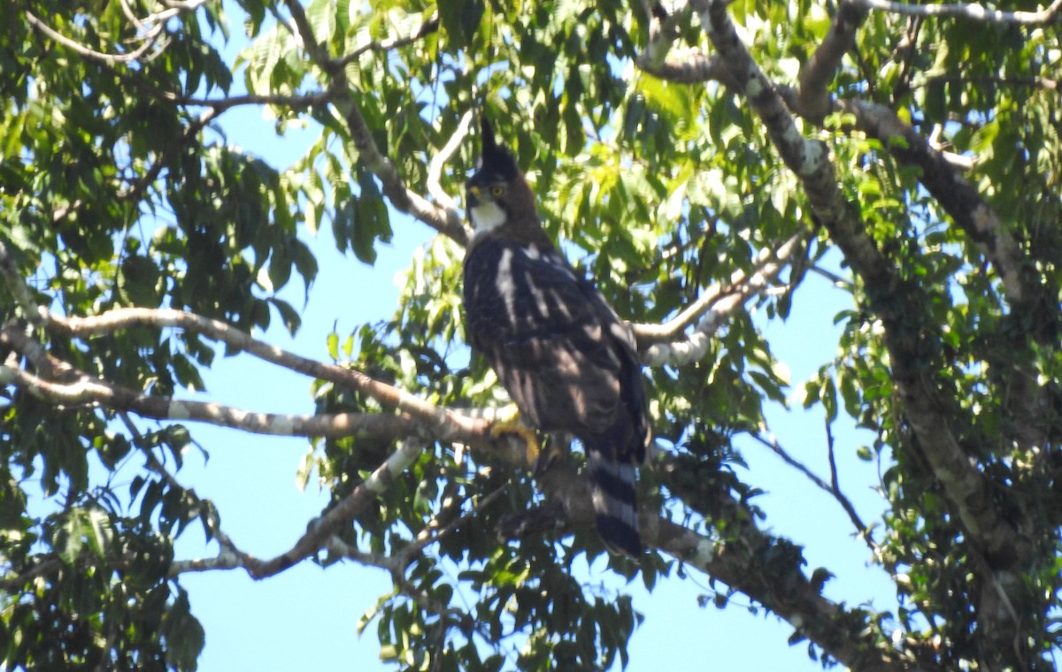 orel zdobený - ML646690350