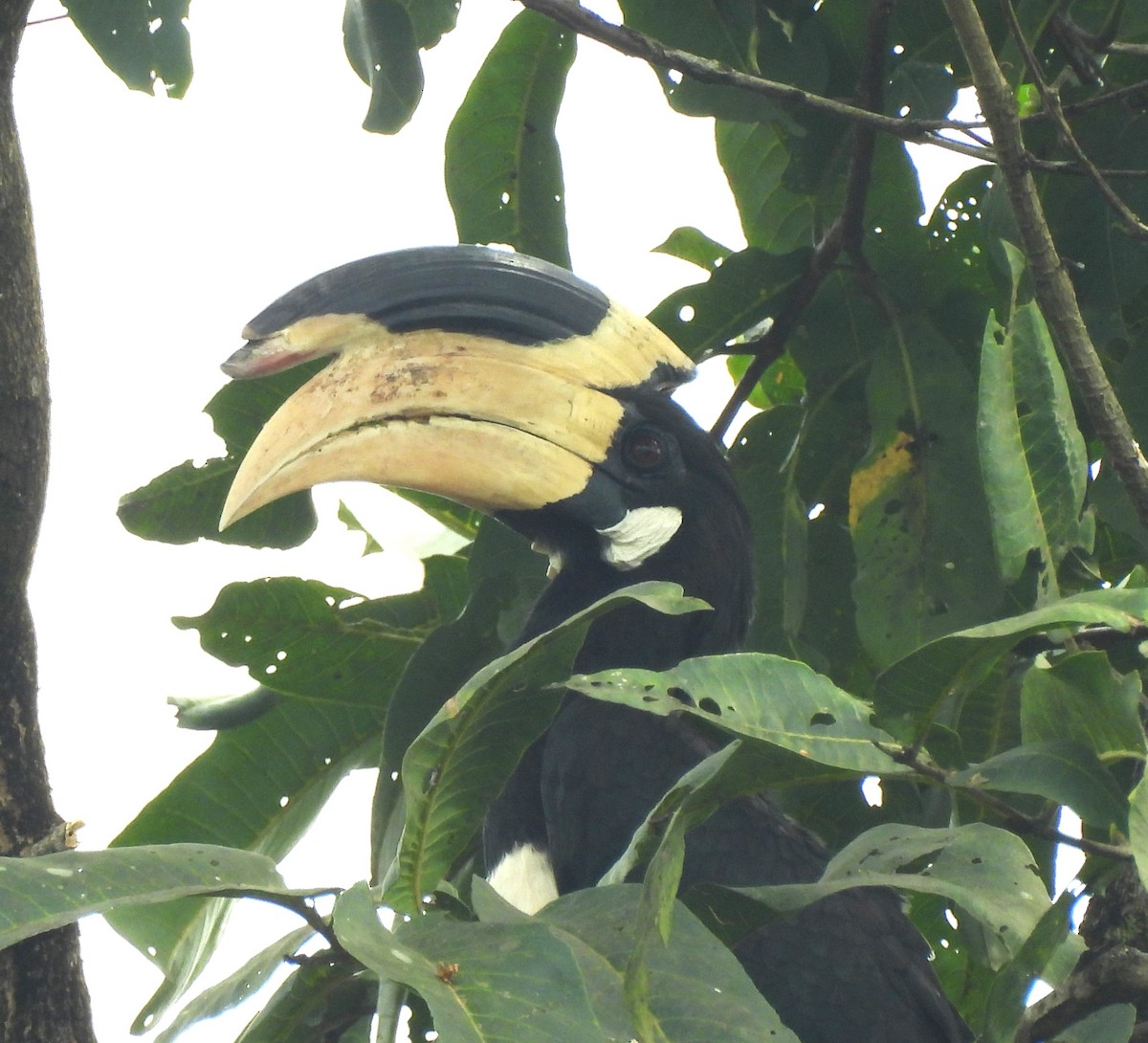 カササギサイチョウ - ML646690353