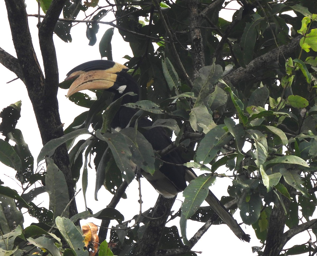 カササギサイチョウ - ML646690354