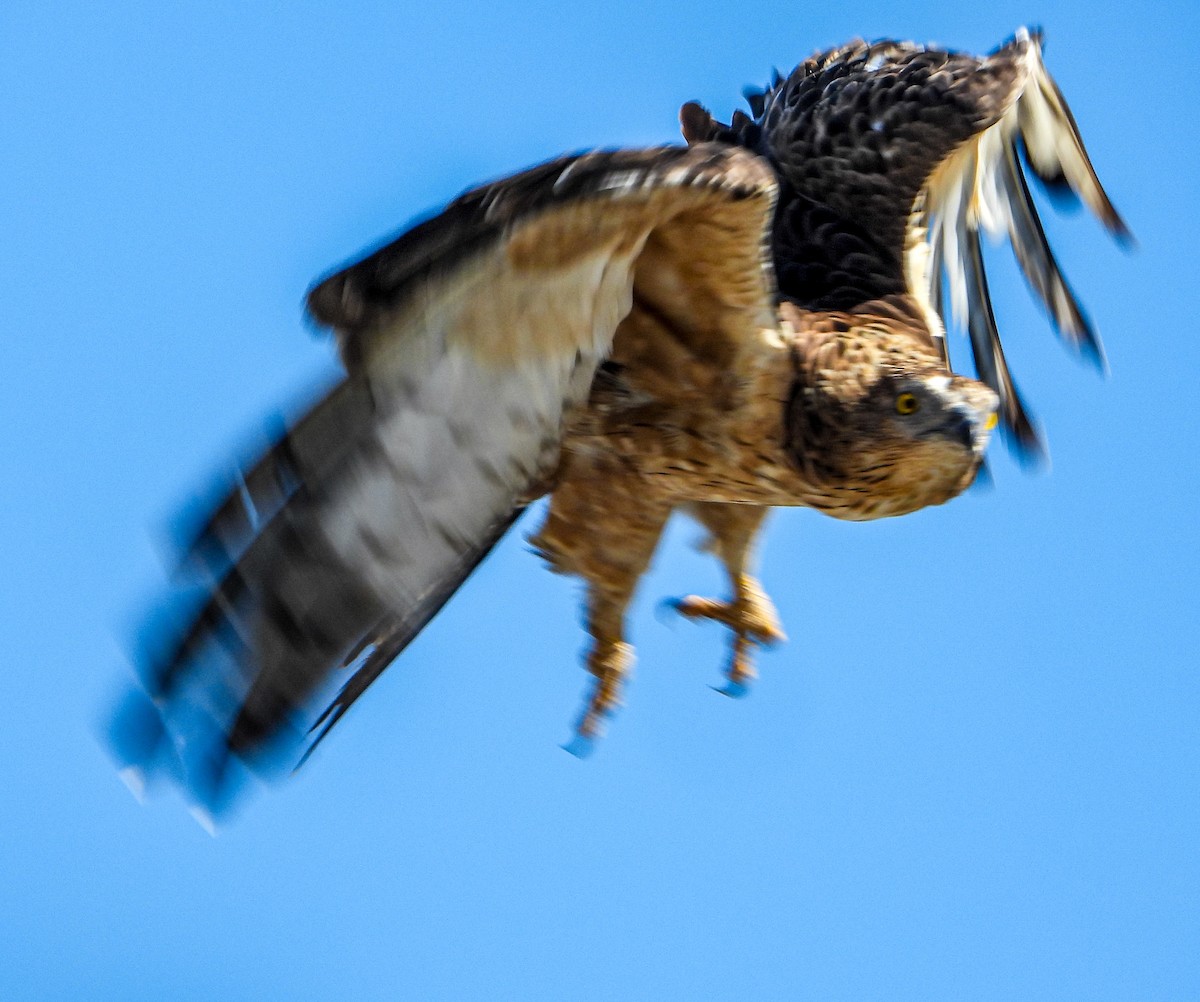 Хохлатый осоед - ML646690355