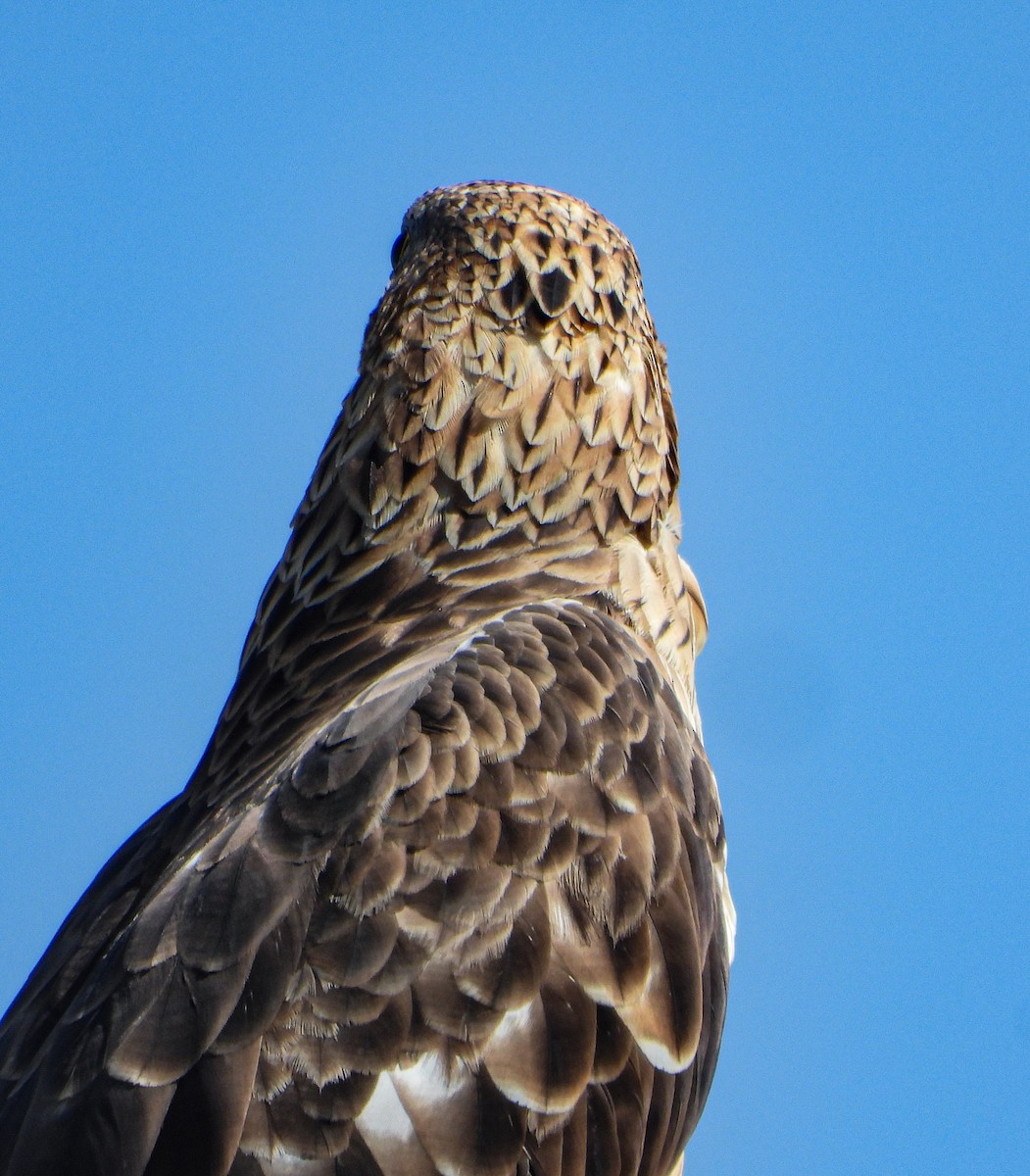 Хохлатый осоед - ML646690358